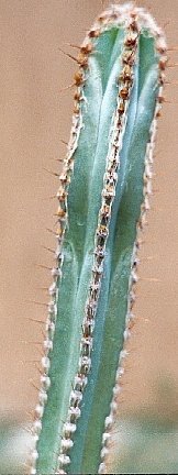 Cereus_jujuyensis_1